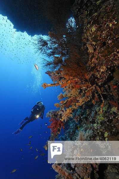 Taucher mit Lampe betrachtet unter Korallenriff Überhang große Anzahl verschiedener roter Weichkorallen (Dendronephthya sp.)  Hurghada  Brother Islands  Rotes Meer  Ägypten  Afrika