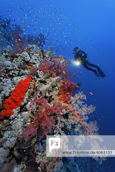 Taucherin mit Lampe erkundet Steilabfall eines Korallenriffs  prachtvoll bewachsen mit verschiedenen roten Weichkorallen und Schwämmen  Hurghada  Brother Islands  Rotes Meer  Ägypten  Afrika
