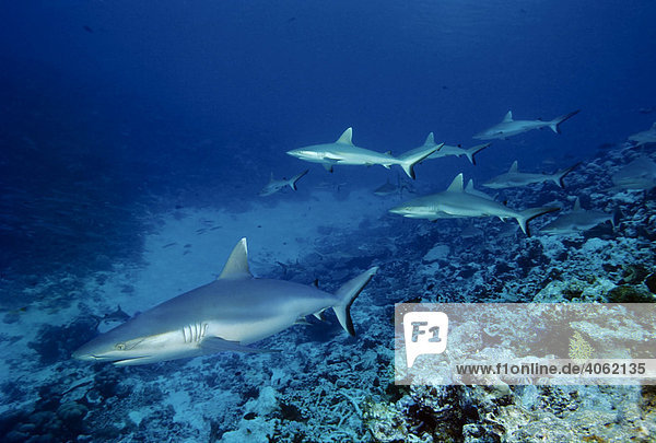 Grey Reef Sharks (Carcharhinus amblyrhynchos) are swimming above the coral reef in the blue  Ba Atoll  Maldives  Indian Ocean  Asia