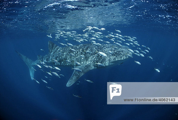 Whale Shark (Rhincodon typus) swimming below the surface of the sea  Ari Atoll  Maldives  Indian Ocean  Asia