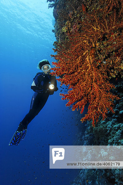 Scuba Diver with torch looking at a red coral  Hurghada  Brother Islands  Red Sea  Egypt  Africa
