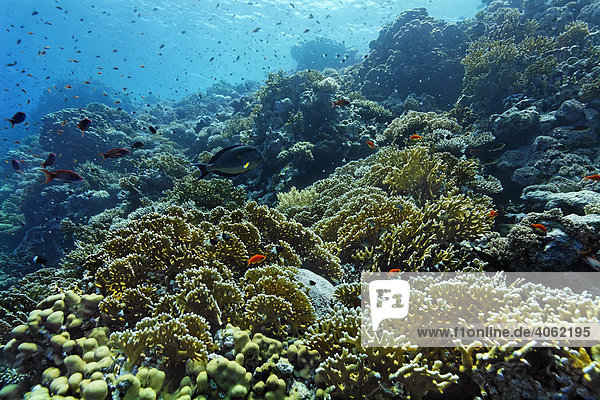 Typisches Korallenriff mit nesselnden Gitter-Feuerkorallen (Millepora dichotoma) und diversen Rifffischen  Hurghada  Brother Islands  Rotes Meer  Ägypten  Afrika