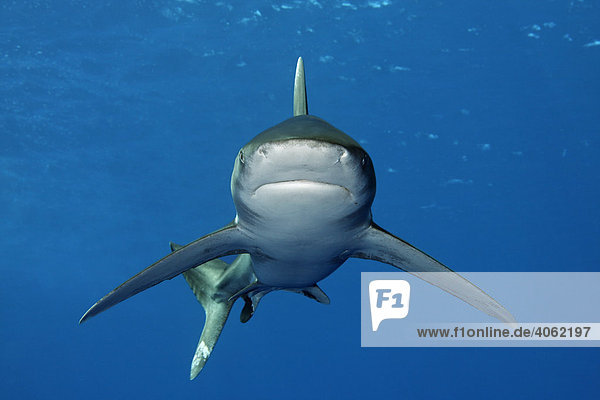 Weißspitzen-Hochseehai (Carcharhinus longimanus) im Blauwasser  frontal  Daedalus Riff  Hurghada  Rotes Meer  Ägypten  Afrika