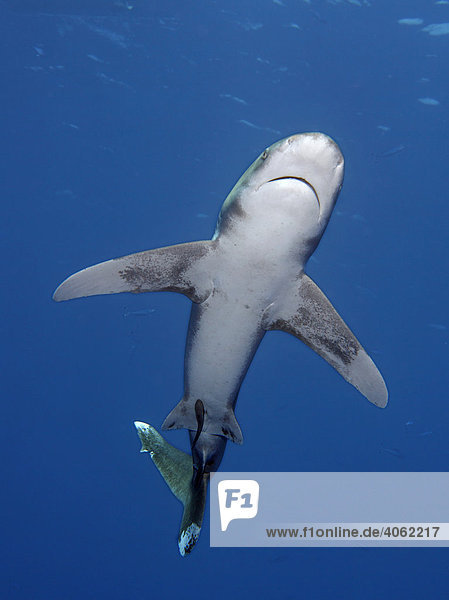 Weißspitzen-Hochseehai (Carcharhinus longimanus) im Blauwasser von unten  Daedalus Reef  Hurghada  Rotes Meer  Ägypten  Afrika