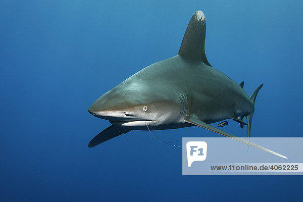 Weißspitzen-Hochseehai (Carcharhinus longimanus) im Blauwasser mit Stahlvorfach von Angel im Maul  Daedalus Reef  Hurghada  Rotes Meer  Ägypten  Afrika