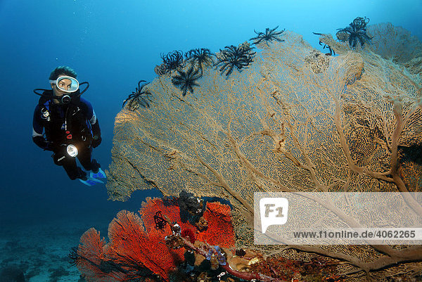 Taucherin betrachtet verschiedene Gorgonienfächer mit schwarzen Federsternen  Gangga Insel  Bangka Inseln  Nord Sulawesi  Indonesien  Molukkensee  Pazifischer Ozean  Asien