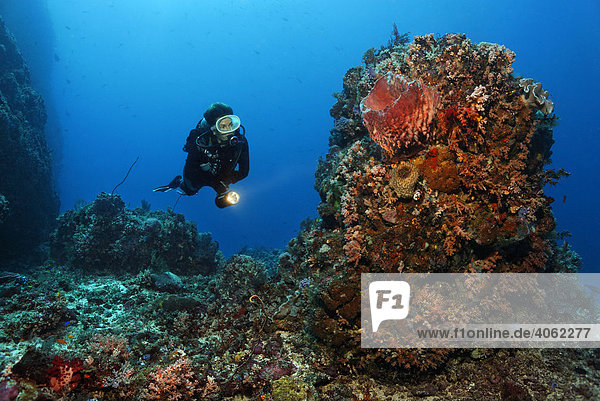 Taucherin betrachtet Korallenriffblock  dicht und vielfarbig bewachsenes Korallenriff  Gangga Insel  Bangka Inseln  Nord Sulawesi  Indonesien  Molukkensee  Pazifischer Ozean  Asien