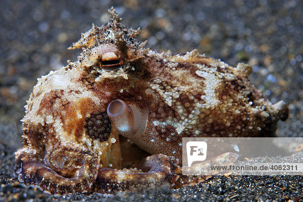 Kleiner Krake (Octopodae) unbestimmt  mit eingerollten Armen auf Sandgrund  Gangga Insel  Bangka Inseln  Nord Sulawesi  Indonesien  Molukkensee  Pazifik  Asien