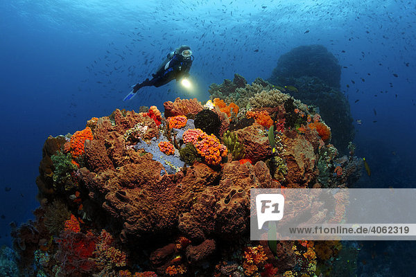 Vielfarbiges Korallenriff mit zahlreichen Korallen  Schwämmen und Taucher  Gangga Insel  Bangka Inseln  Nord Sulawesi  Indonesien  Molukkensee  Pazifik  Asien