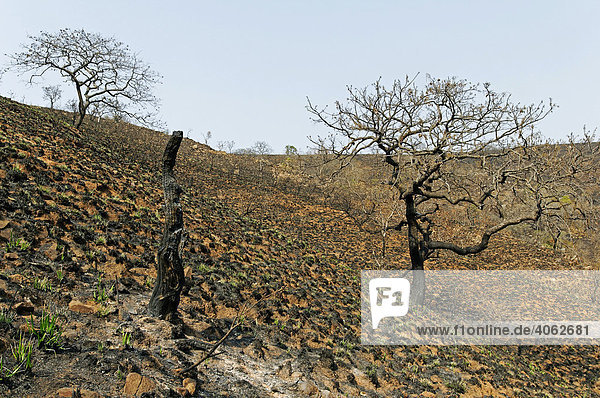 Vom Buschfeuer zerstörtes Land nahe des Kruger Nationalparks  Malelane  Mpumalanga  Südafrika  Afrika