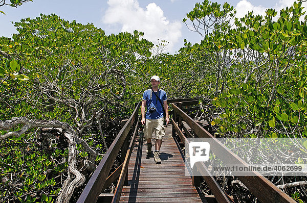 Man walking on a boardwalk between mangroves at South Shephard Beach  Hinchinbrook Island  Hinchinbrook Island National Park  Queensland  Australia