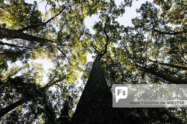 Regenwald mit Satinay Bäumen (Syncarpia hillii) Sandinsel Fraser Island Queensland Australien