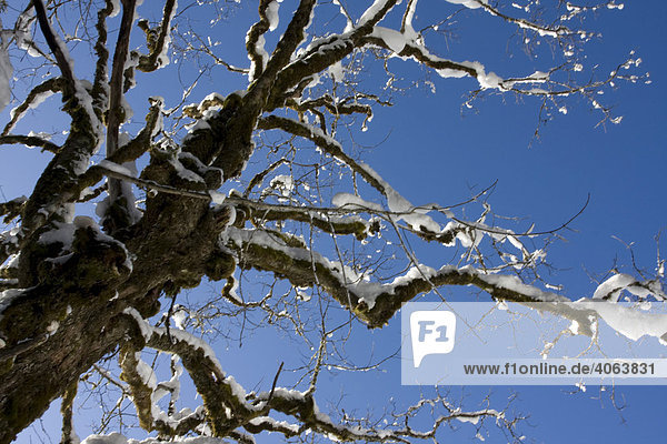 Verschneiter Baum vor blauem Himmel
