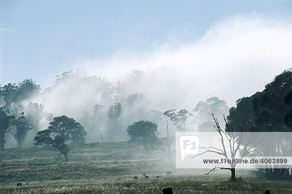 Nebel über Kulturland  Ostküste  New South Wales  Australien