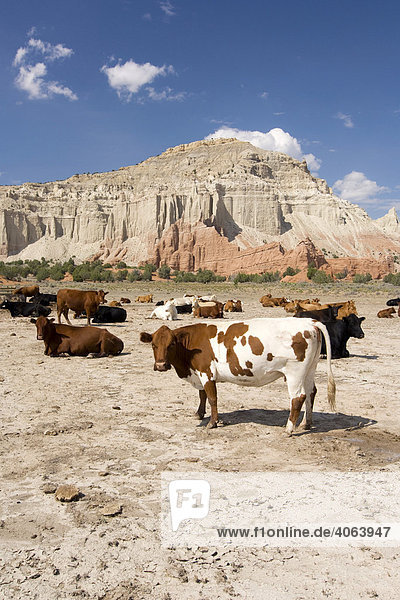 Herd of cows in front of the rock formations of the Kodachrome Basin State Park  Utah  USA  North America