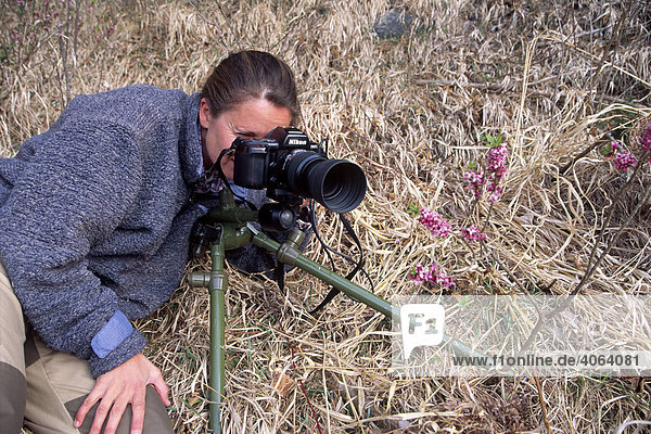 Nature photographer at work in spring  North Tyrol  Austria  Europe