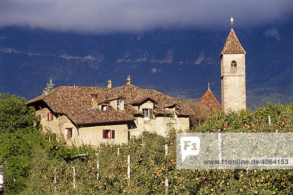 Apfelplantage vor dem Dorf Montiggl  Südtirol  Italien  Europa