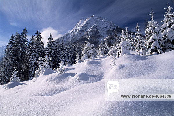 Verschneite Bäume vor dem Unnütz  Brandenberger Alpen  Nordtirol  Österreich  Europa