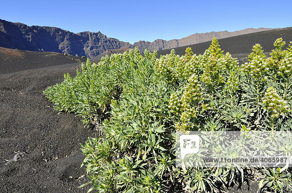 Lingua de vaca (Echium vulcanorum)  Pico de Fogo  Insel Fogo  Kapverdische Inseln  Kap Verde  Afrika