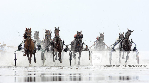 Trabrennen  Duhner Wattrennen 2008  weltweit einziges Pferderennen auf dem Meeresgrund  Cuxhaven  Niedersachsen  Deutschland  Europa
