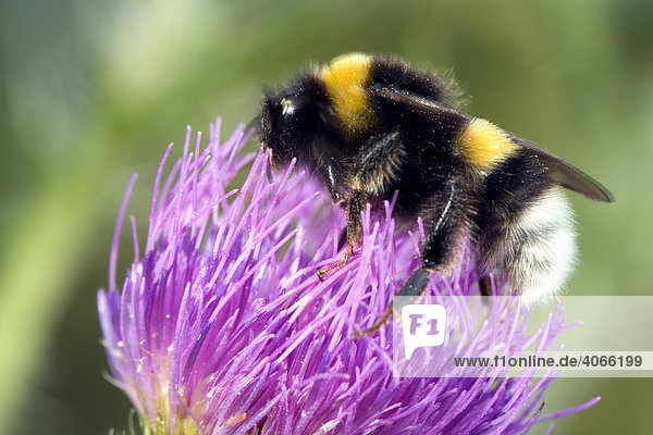 Bumblebee (Bombus) on a blossom