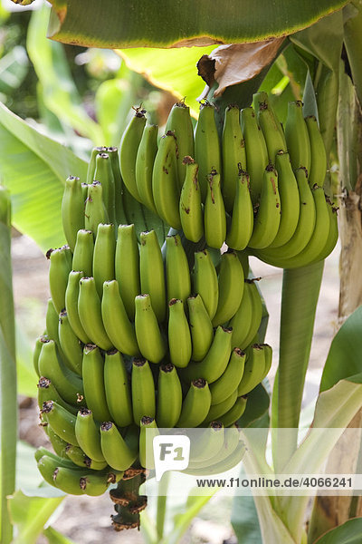 Bananenstaude (Musa)  an der Pflanze hängend