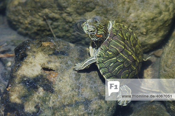 Rotwangen-Schmuckschildkröte (Trachemys scripta elegans)  Junges unter Wasser in einem Bach  Willacy County  Rio Grande Tal  Südtexas  USA