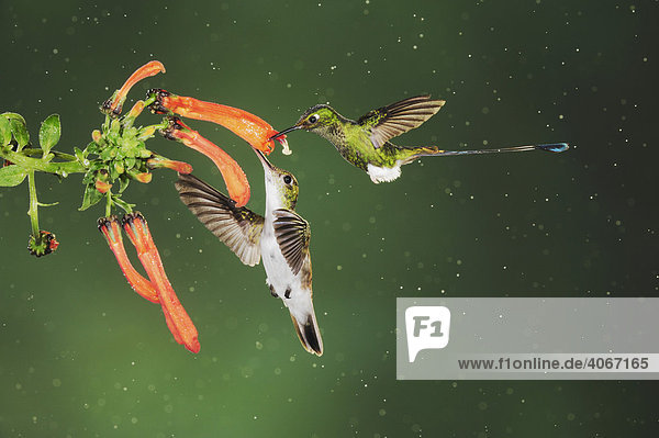 Flaggensylphe (Ocreatus underwoodii) und Anden-Amazilie (Amazilia franciae)  zwei Männchen fressen von einer Blume im Regen in einem Nebelwald  Mindo  Ecuador  Anden  Südamerika