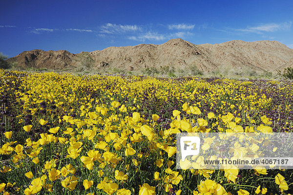 Blühende Mojave-Wüste mit Parish's Goldmohn (Eschscholzia parishii)  Joshua Tree Nationalpark  Kalifornien  USA