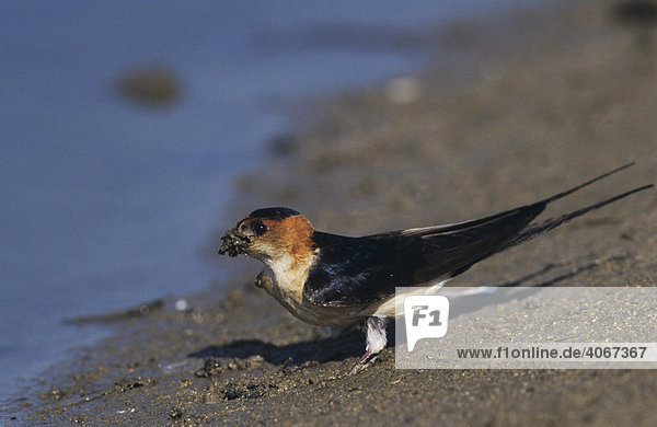 Rötelschwalbe (Hirundo daurica)  Altvogel sammelt Schlamm als Nistmaterial  Samos  Griechenland  Europa