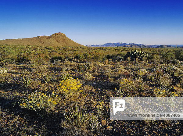 Chihuahua-Wüste in Blüte mit Psilostrophe cooperi und Blackfoot-Gänseblümchen (Melampodium leucanthum)  Big Bend Nationalpark  West Texas  USA