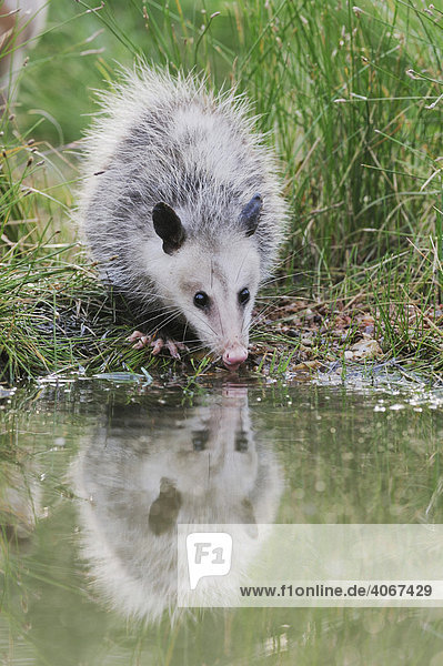 Virginia-Opossum (Didelphis virginiana)  Jungtier trinkt an See  Refugio  Texas  USA