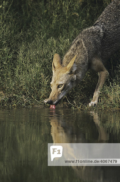 Kojote (Canis latrans)  Alttier trinkt an Teich  Starr County  Rio Grande Tal  Texas  USA
