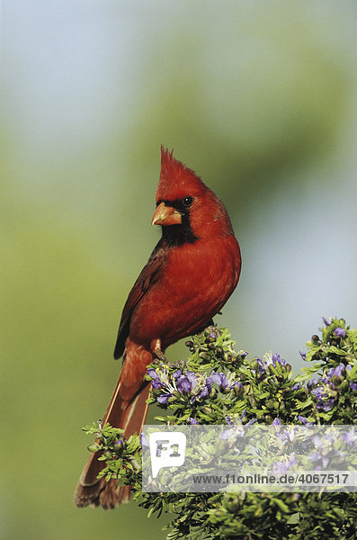 Rotkardinal (Cardinalis cardinalis)  Männchen auf blühendem Guajak-Baum  Starr County  Rio Grande Tal  Texas  USA