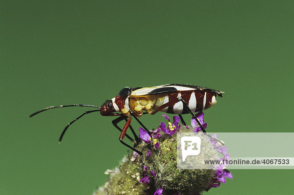 Schnabelkerfe (Hemiptera)  Alttier auf Blüte  Starr County  Rio Grande Tal  Texas  USA