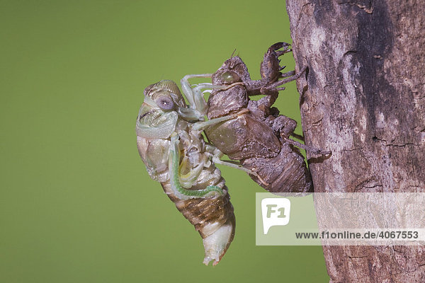 Zikade (Tibicen resh)  Alttier nach Schlupf aus Nymphenhülle trocknet seine Flügel  Sinton  Corpus Christi  Texas  USA