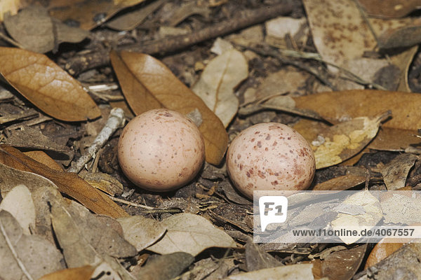Pauraque (Nyctidromus albicollis)  Eier im Nest am Boden  Sinton  Corpus Christi  Texas  USA
