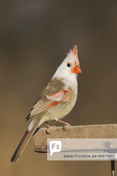 Rotkardinal (Cardinalis cardinalis)  leuzistisches Weibchen sitzt an Futterhaus  Bandera  Hill Country  Texas  USA