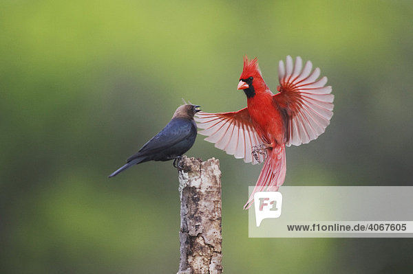 Rotkardinal (Cardinalis cardinalis) Männchen und Braunkopf-Kuhstärling (Molothrus ater) Männchen kämpfen  Sinton  Corpus Christi  Texas  USA