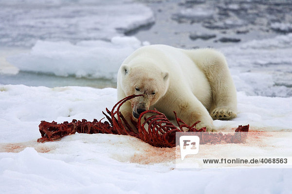 Polar bear (Ursus maritimus) eating  brash ice  in the north of Spitsbergen  Norway  Arctic