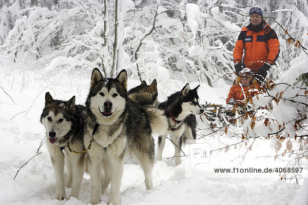 Dog sled in deep snow