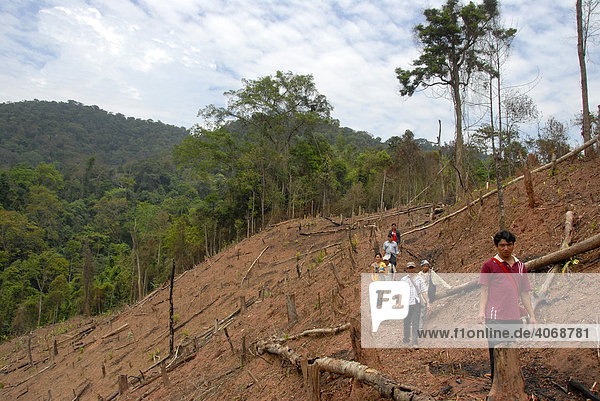 Brandrodung von Urwald  Provinz Phongsali  Laos  Südostasien