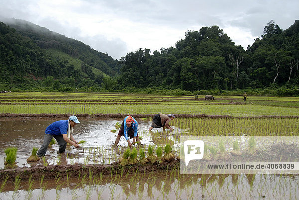 Mann und Frauen pflanzen Nassreis bei Ban Naten  Nam Lan Conservation Area  Phongsali Provinz  Laos  Südostasien