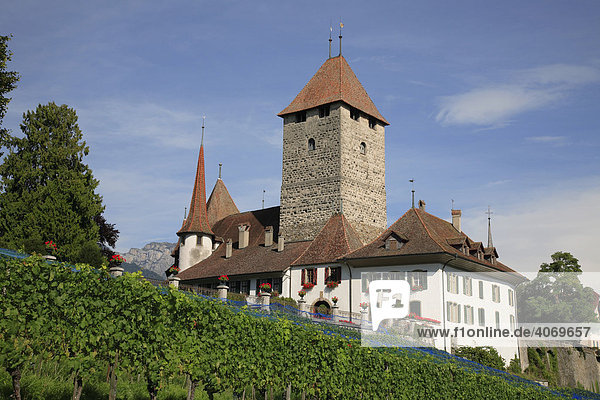 Schloss Spiez in Spiez am Thunersee  Niedersimmental  Kanton Bern  Schweiz  Europa Kanton Bern