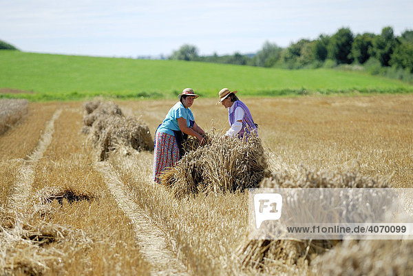 Two women binding bundles of straw in Haselbach  Lower Allgaeu  Bavaria  Germany  Europe