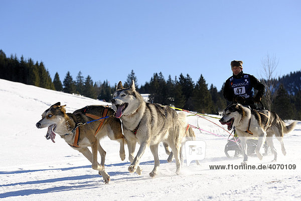 Dog-sled team  Unterjoch  Allgaeu  Bavaria  Germany  Europe