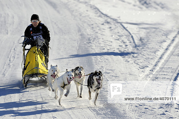 Dog-sled team  Unterjoch  Allgaeu  Bavaria  Germany  Europe
