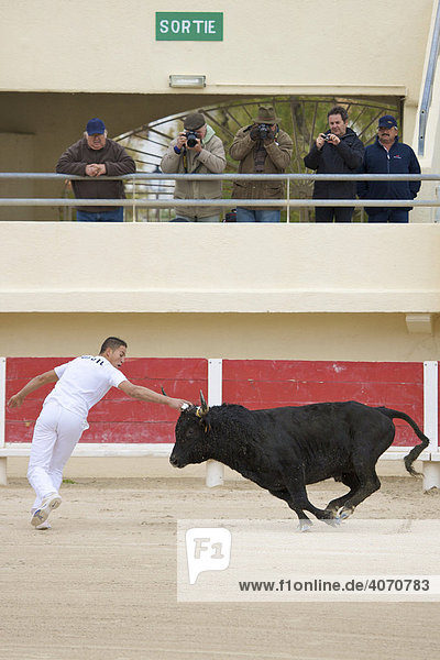 Bull and matador at a bullfight in the Arena of Saintes Maries de la Mer before a bullfight  La Camargue  Provence  France  Europe