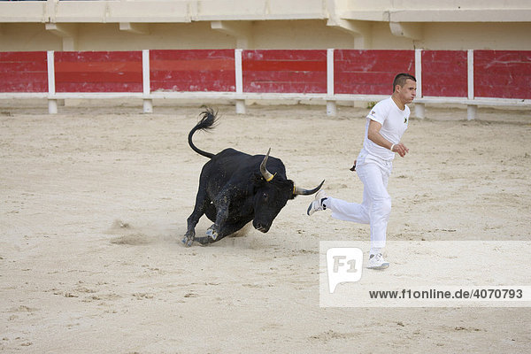 Stier beim Kampf mit Matador in der Arena von Saintes Maries de la Mer  La Camargue  Provence  Frankreich  Europa