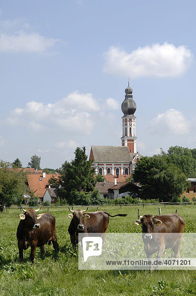 Kühe auf Wiese vor Kirche Hechenwang Ammersee Oberbayern Bayern Deutschland Europa